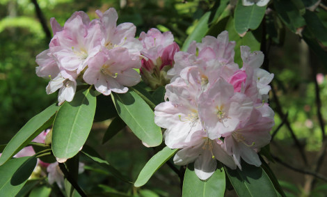 Rhododendrons
