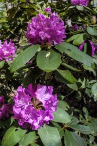 Purple Rhododendrons
